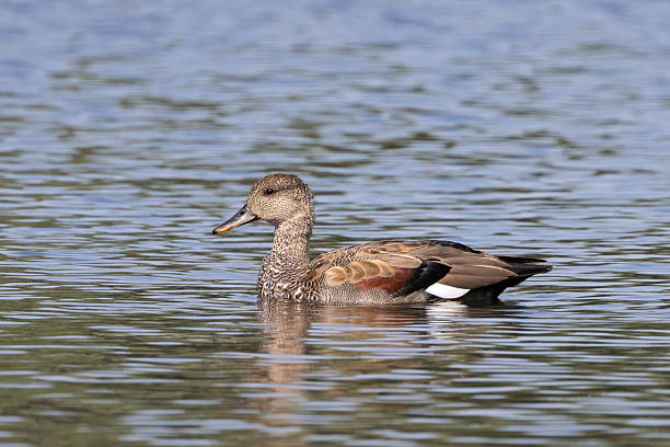 Gadwall duck in a lake in Gosforth Park Nature Reserve