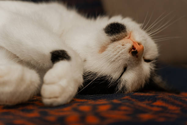 istock adorable black and white cat peacefully sleeping on patterned blanket with soft fur and pink nose – a tranquil moment capturing feline comfort and calm 2234509883