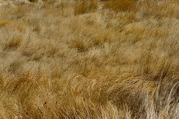 istock Tall, dry grass in a Alentejo field. 2234510173