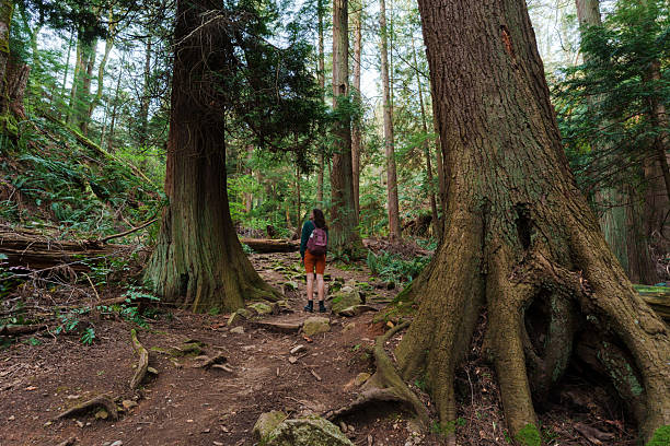 istock Woman exploring serene forest in Vancouver, Canada in summer 2234511096