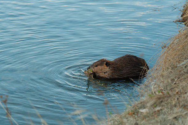 Beaver building a dam on Bow River in Calgary, Alberta Canada
