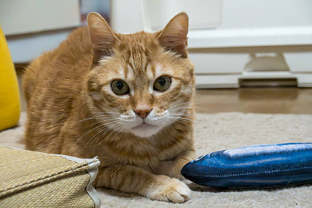 istock An Orange Cat with a Blue Toy 2234511933