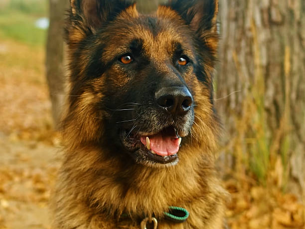 istock Close Portrait of German Shepherd Dog 2234512713