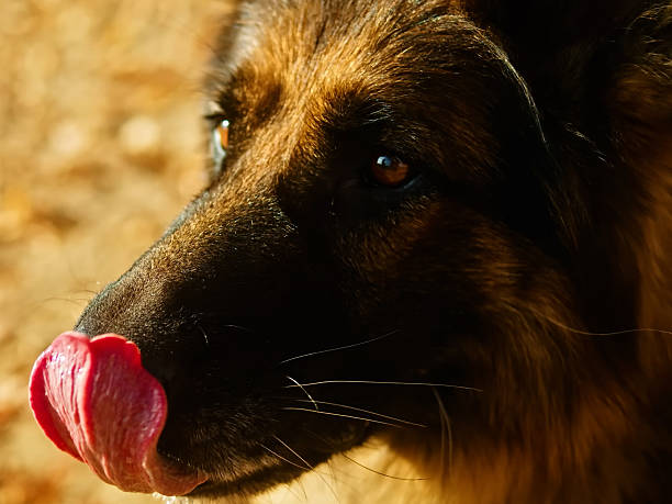 Close Portrait of German Shepherd Dog
