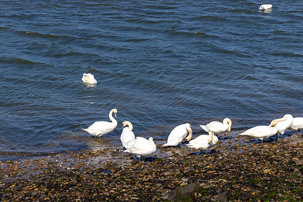 Musselburgh, located on the coast of the Firth of Forth, provides nature for a lot of different birds
