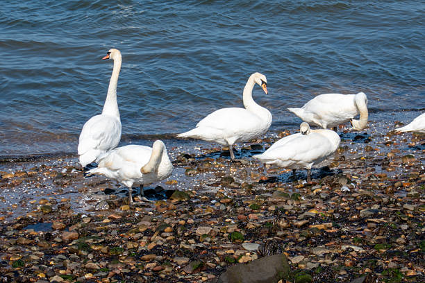 Musselburgh, located on the coast of the Firth of Forth, provides nature for a lot of different birds