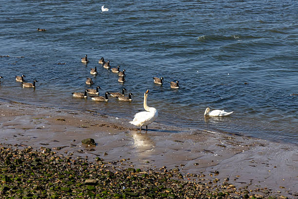 Musselburgh, located on the coast of the Firth of Forth, provides nature for a lot of different birds