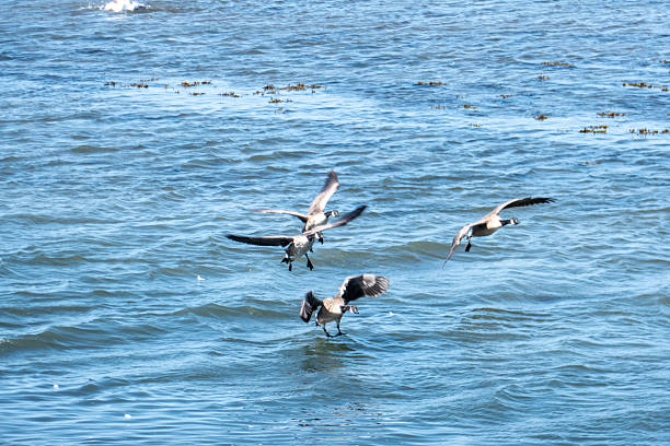 Musselburgh, located on the coast of the Firth of Forth, provides nature for a lot of different birds