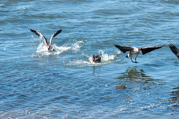 A Canada goose swim on a river in spring time in the laurentian forest.