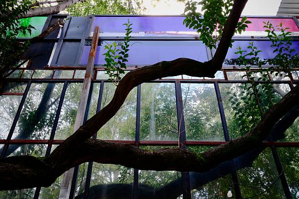 Beautiful twisting tree trunks grow in close proximity to the windows of a Mexico City building.