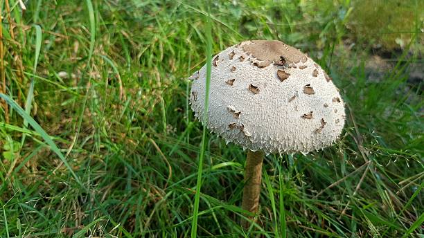 istock Parasol mushroom (Macrolepiota procera) among the grass 2234514022