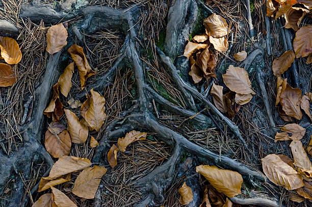 the leaves of the dry pine tree in the ground
