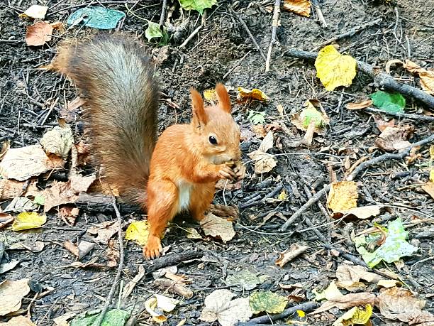 A red little squirrel