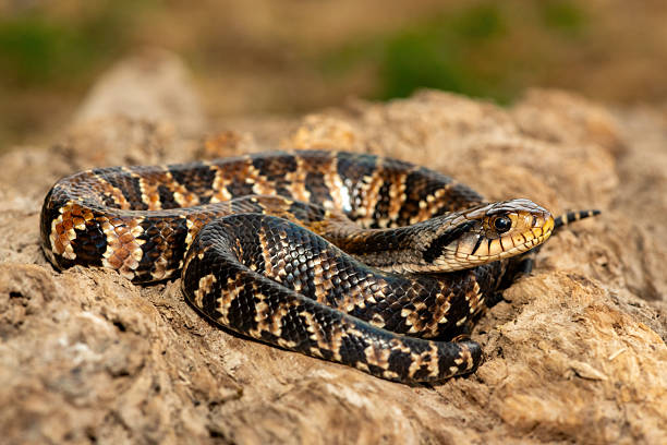 istock False water cobra (Hydrodynastes gigas), also called a false cobra, South American water cobra, and Brazilian smooth snake 2234515747
