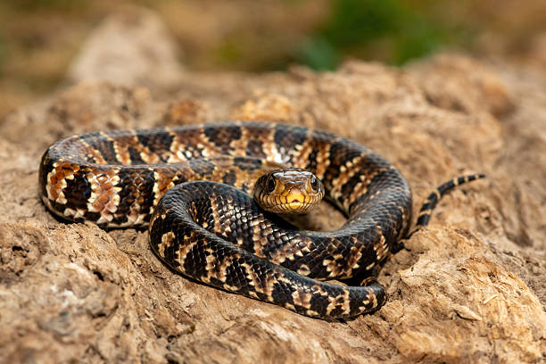 istock False water cobra (Hydrodynastes gigas), also called a false cobra, South American water cobra, and Brazilian smooth snake 2234515776