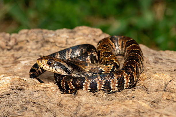 istock False water cobra (Hydrodynastes gigas), also called a false cobra, South American water cobra, and Brazilian smooth snake 2234515777