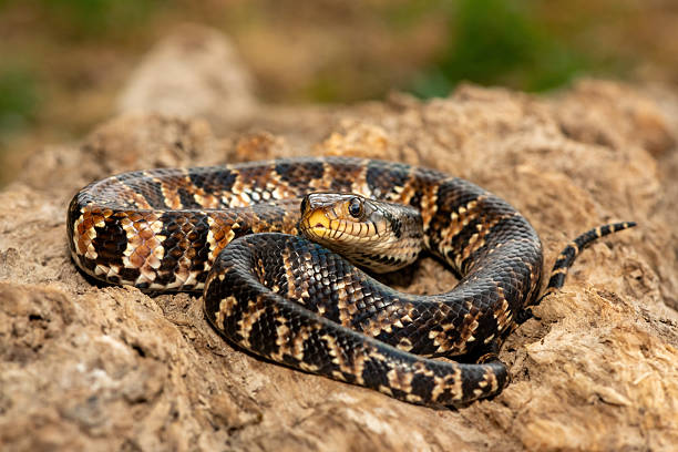istock False water cobra (Hydrodynastes gigas), also called a false cobra, South American water cobra, and Brazilian smooth snake 2234515778