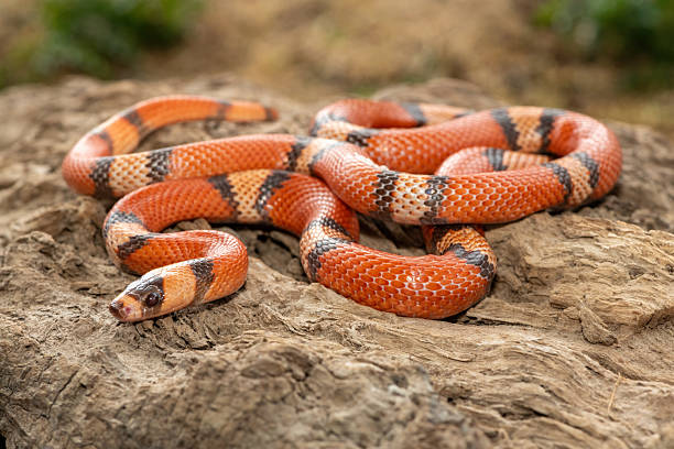 istock Honduran milk snake (Lampropeltis triangulum hondurensis), on a dead log 2234515888