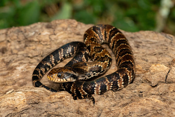 istock False water cobra (Hydrodynastes gigas), also called a false cobra, South American water cobra, and Brazilian smooth snake 2234515889