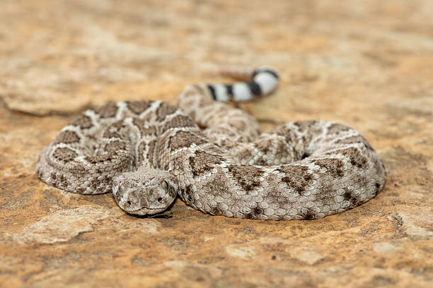 istock Western diamondback rattlesnake (Crotalus atrox), also known as a Texas diamond-back rattlesnake, adobe snake, and buzz tail 2234516340