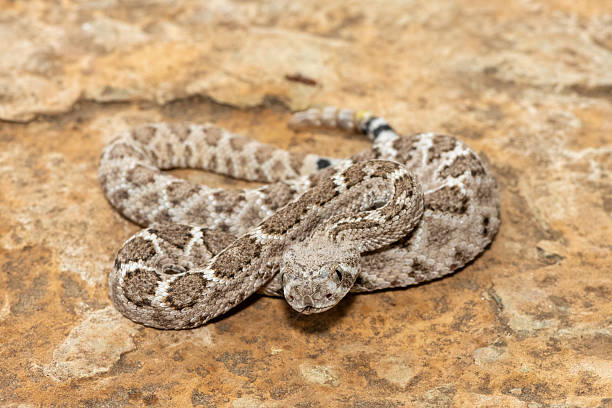 istock Western diamondback rattlesnake (Crotalus atrox), also known as a Texas diamond-back rattlesnake, adobe snake, and buzz tail 2234516341