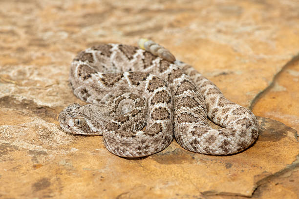 istock Western diamondback rattlesnake (Crotalus atrox), also known as a Texas diamond-back rattlesnake, adobe snake, and buzz tail 2234516342