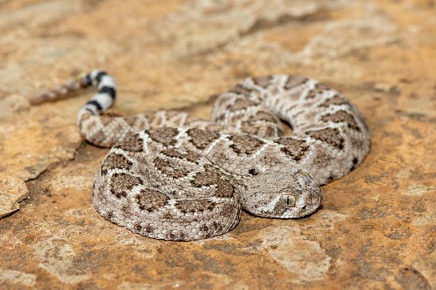 istock Western diamondback rattlesnake (Crotalus atrox), also known as a Texas diamond-back rattlesnake, adobe snake, and buzz tail 2234516343