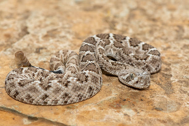 istock Western diamondback rattlesnake (Crotalus atrox), also known as a Texas diamond-back rattlesnake, adobe snake, and buzz tail 2234516537