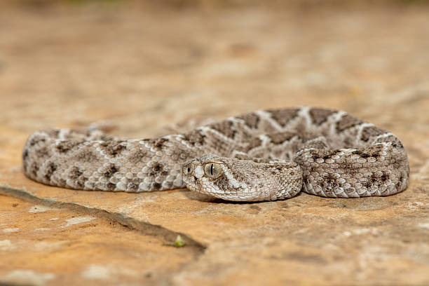 istock Western diamondback rattlesnake (Crotalus atrox), also known as a Texas diamond-back rattlesnake, adobe snake, and buzz tail 2234516544