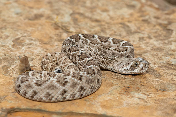 istock Western diamondback rattlesnake (Crotalus atrox), also known as a Texas diamond-back rattlesnake, adobe snake, and buzz tail 2234516573