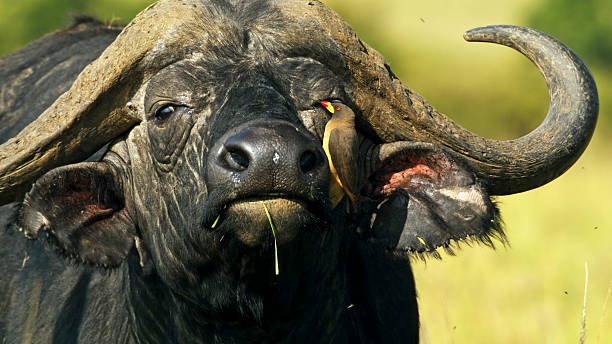 istock Bird Pecking at Large Mammal in Grassland Setting 2234516779
