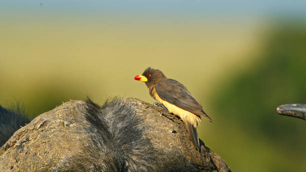 istock Bird Engaging in Symbiotic Relationship on African Buffalo 2234516784