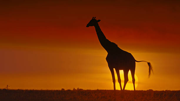 istock Majestic Giraffe Strolling Through Masai Mara at Sunset 2234516805
