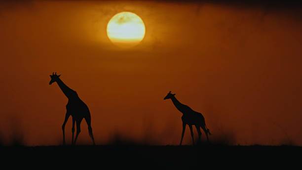 istock Giraffes Silhouetted Against Glowing Sunset in Masai Mara 2234516814