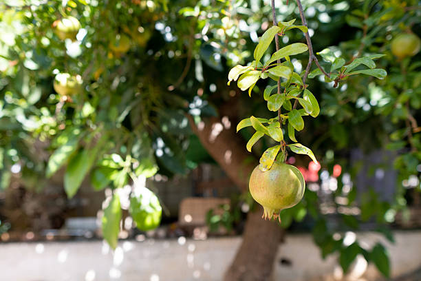 A close-up shot of an unripe pomegranate on a tree in the yard.
