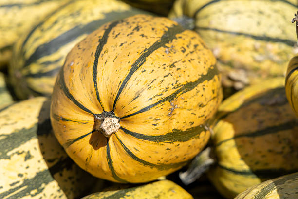 istock Yellow striped squash with a round shape is surrounded by various other gourds, showcasing vibrant colors and textures in a natural harvest setting 2234519668