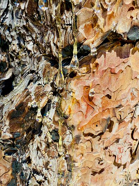 resin flowing from cypress tree bark
