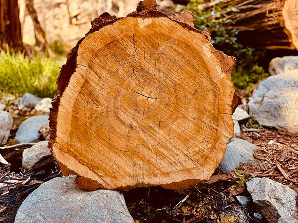 Pine bark tree has an amazing texture and colors. Even though these trees experienced some fire damage but still alive and are healing on its own. Thats why on the tree bark there are some black spots. Located in California towards Cooper Canyon Falls, Pearblossom. ￼