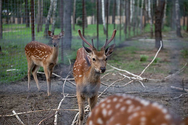 istock Several deer stand behind a fence at the zoo 2234523627