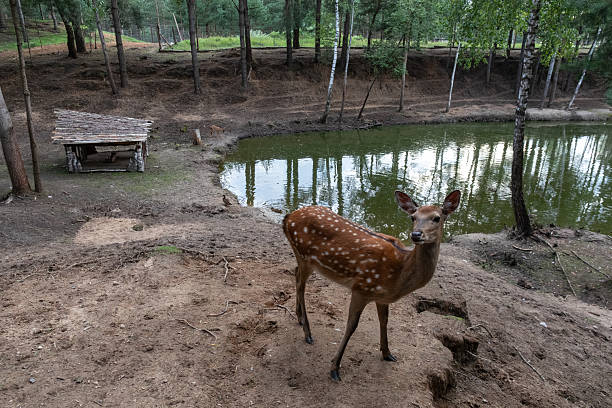 A deer stands gracefully atop a gentle hill, with a tranquil pond shimmering in the background. Surrounded by natural greenery and soft light, the scene evokes themes of wildlife, serenity, and harmony with nature.