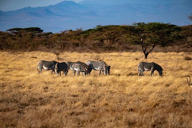 istock Grevy's Zebra herd in the Kenya Savannah 2234524766