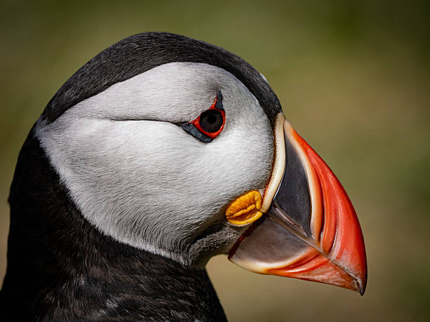 Textbook-quality puffin head close-up