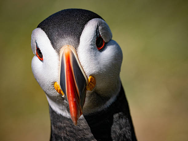 istock Vivid and sharp portrait of puffin head 2234524838