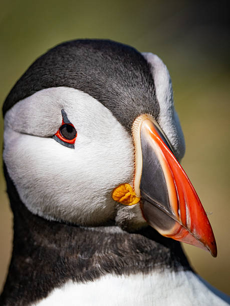 istock Detailed puffin head portrait 2234524882