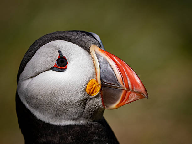 istock Close-up shot of puffin’s head 2234524888