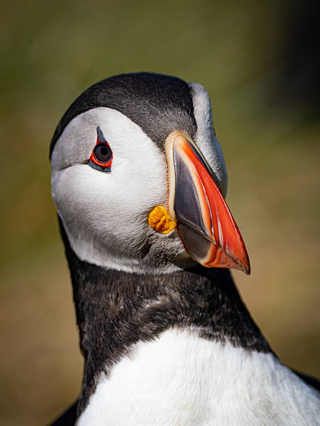 istock Crisp close-up of a puffin’s face 2234524898