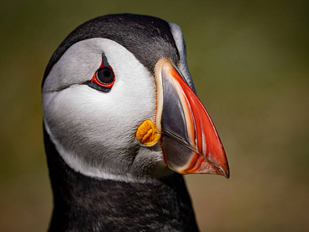 istock Detailed puffin headshot with natural light 2234525017