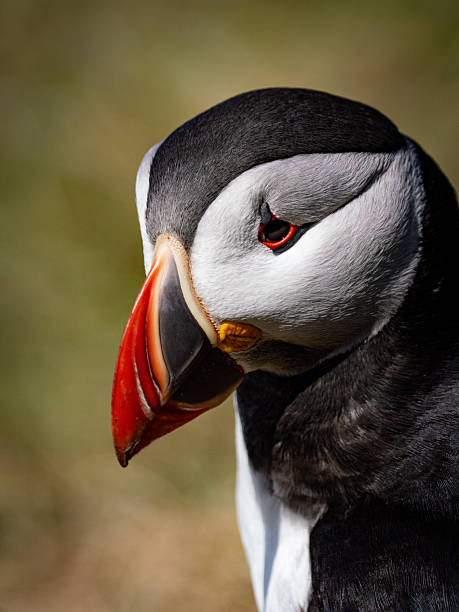 istock Close-up of a puffin’s head 2234525037