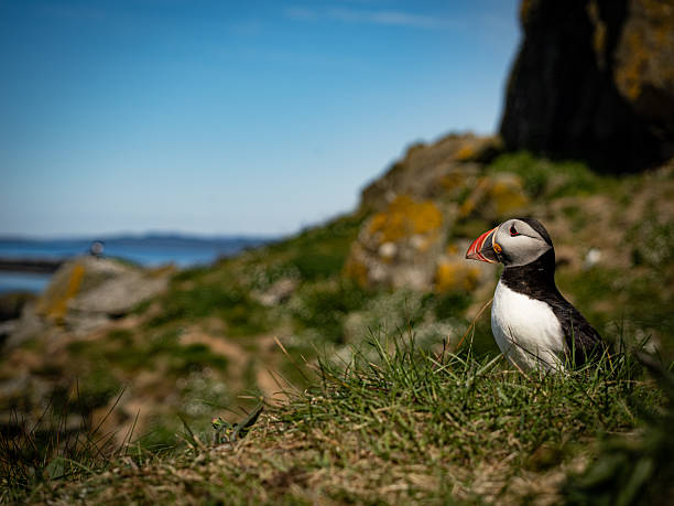 istock Puffin on grassy cliff edge 2234525058