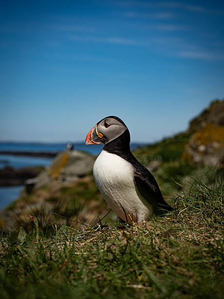 istock Puffin on rocks with green grass 2234525145